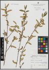 Foto von Salix alba L.
